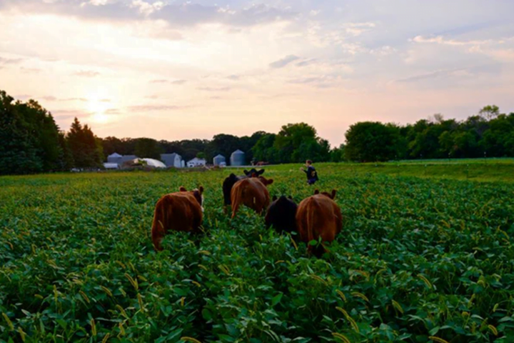 Doubting Thomas Farms
